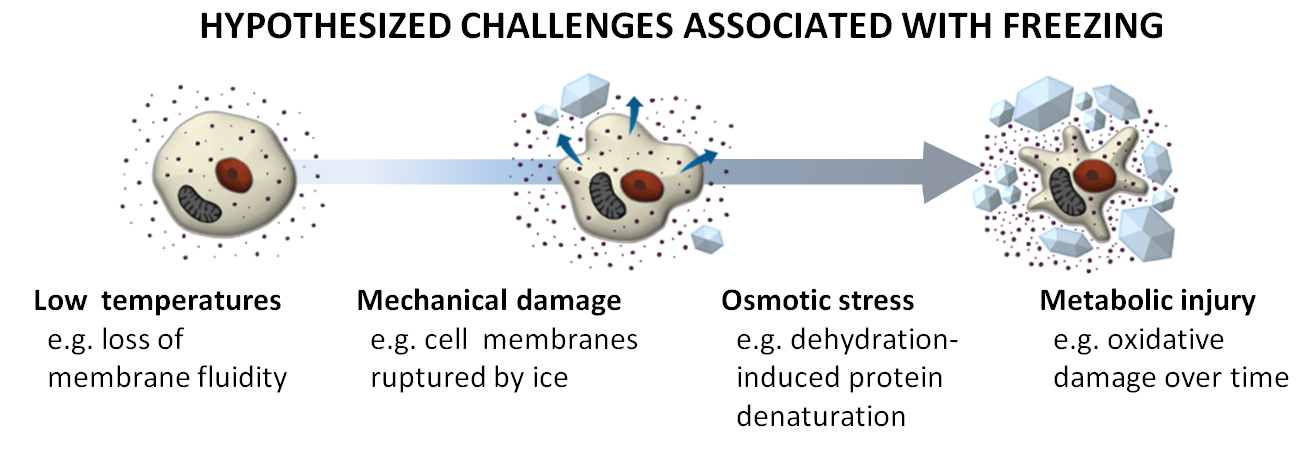 Hypothesized challenges associated freezing include those associated with low temperatures (e.g. loss of membrane fluidity), mechanical damage from ice (e.g. cell rupture), osmotic stress (e.g. dehydration-induced protein denaturation), and metabolic injury (e.g. oxidative damage over time)